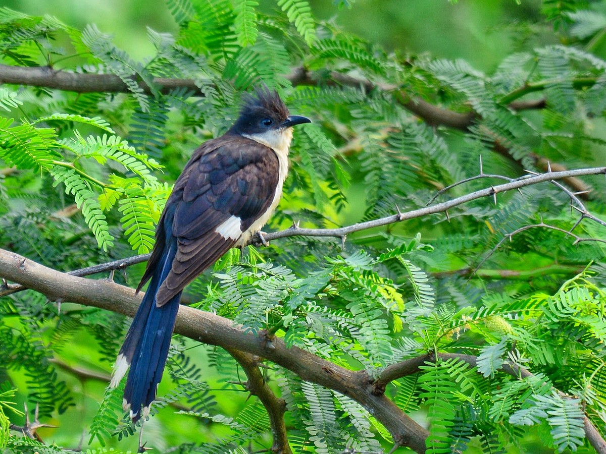 Pied Cuckoo - Renuka Vijayaraghavan