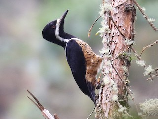  - Powerful Woodpecker
