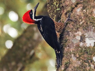  - Powerful Woodpecker