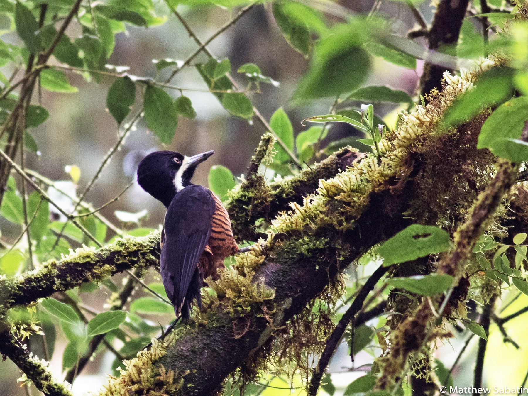 Powerful Woodpecker - matthew sabatine