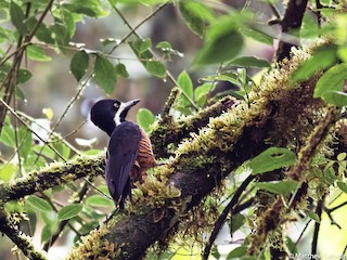  - Powerful Woodpecker