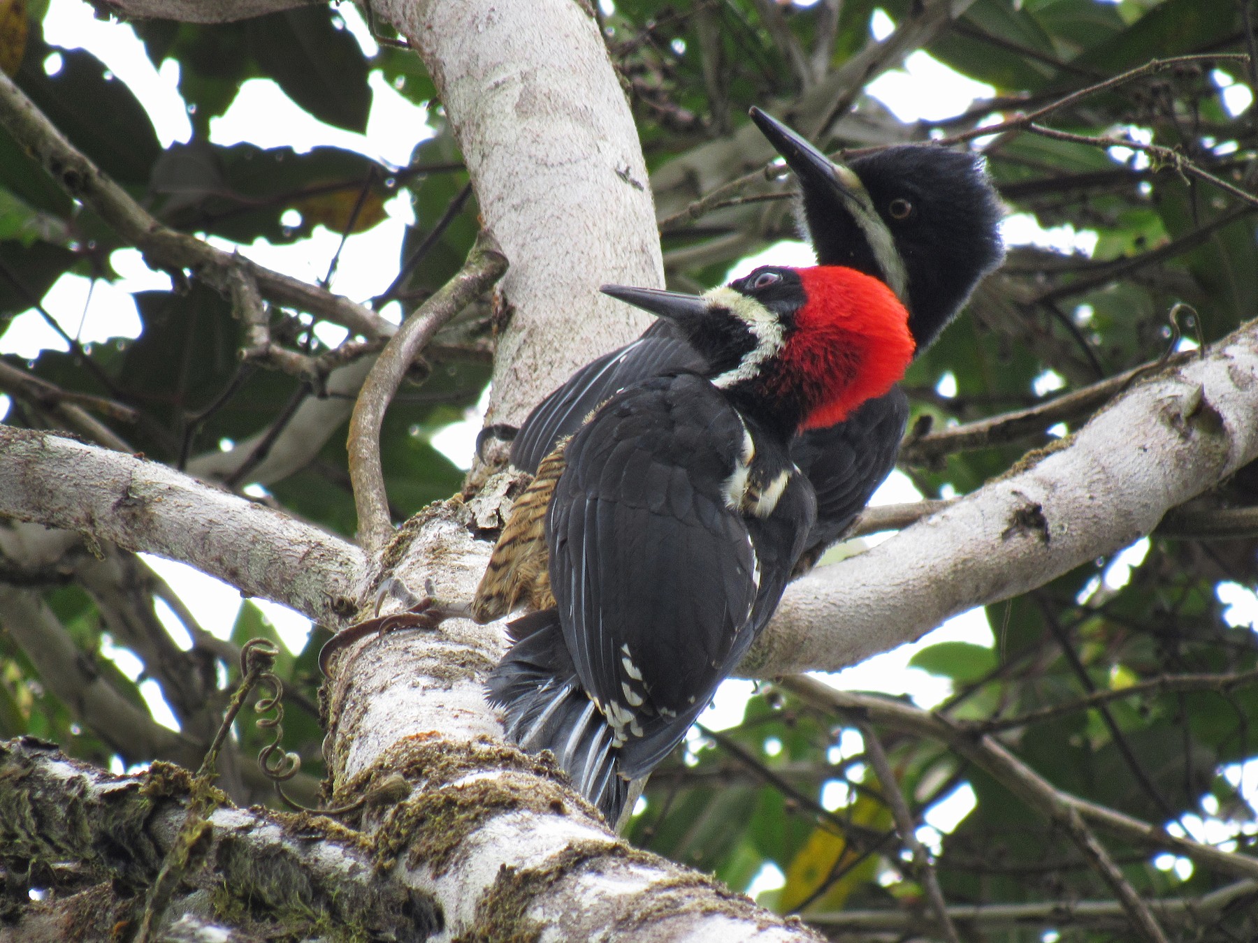 Powerful Woodpecker - Nelson Apolo