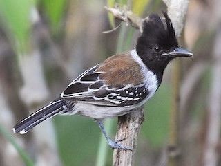  - Black-crested Antshrike