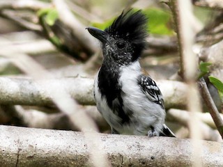  - Black-crested Antshrike (Black-crested)