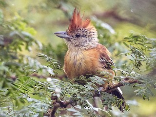  - Black-crested Antshrike
