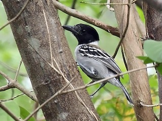  - Black-crested Antshrike