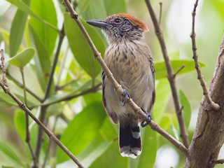  - Black-crested Antshrike