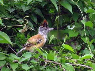 Weibchen (Streak-fronted) - Juan Lopez (www.juanlopezbirdtours.com) - ML69503451