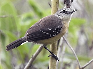雌鳥 (Southern) - ADMILSON GOMES - ML69503781