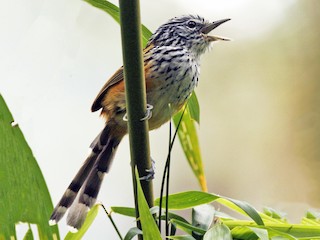  - Streak-headed Antbird