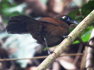  - Blue-lored Antbird