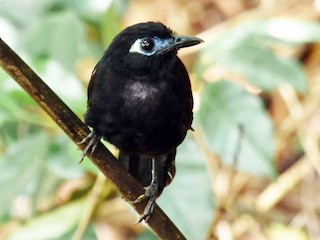 Mâle - Tinamú Birding Nature Reserve - ML69504941