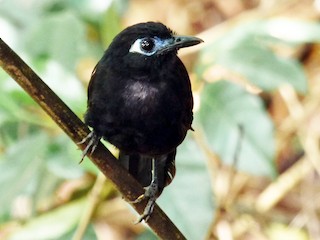  - Blue-lored Antbird