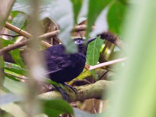 雄鳥 - Tinamú Birding Nature Reserve - ML69504951