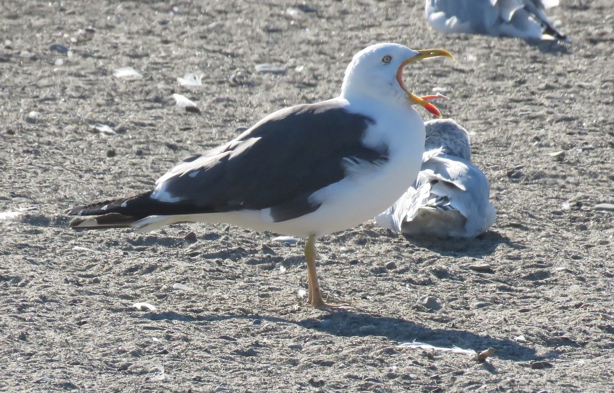 Lesser Black-backed Gull - Kari Warner