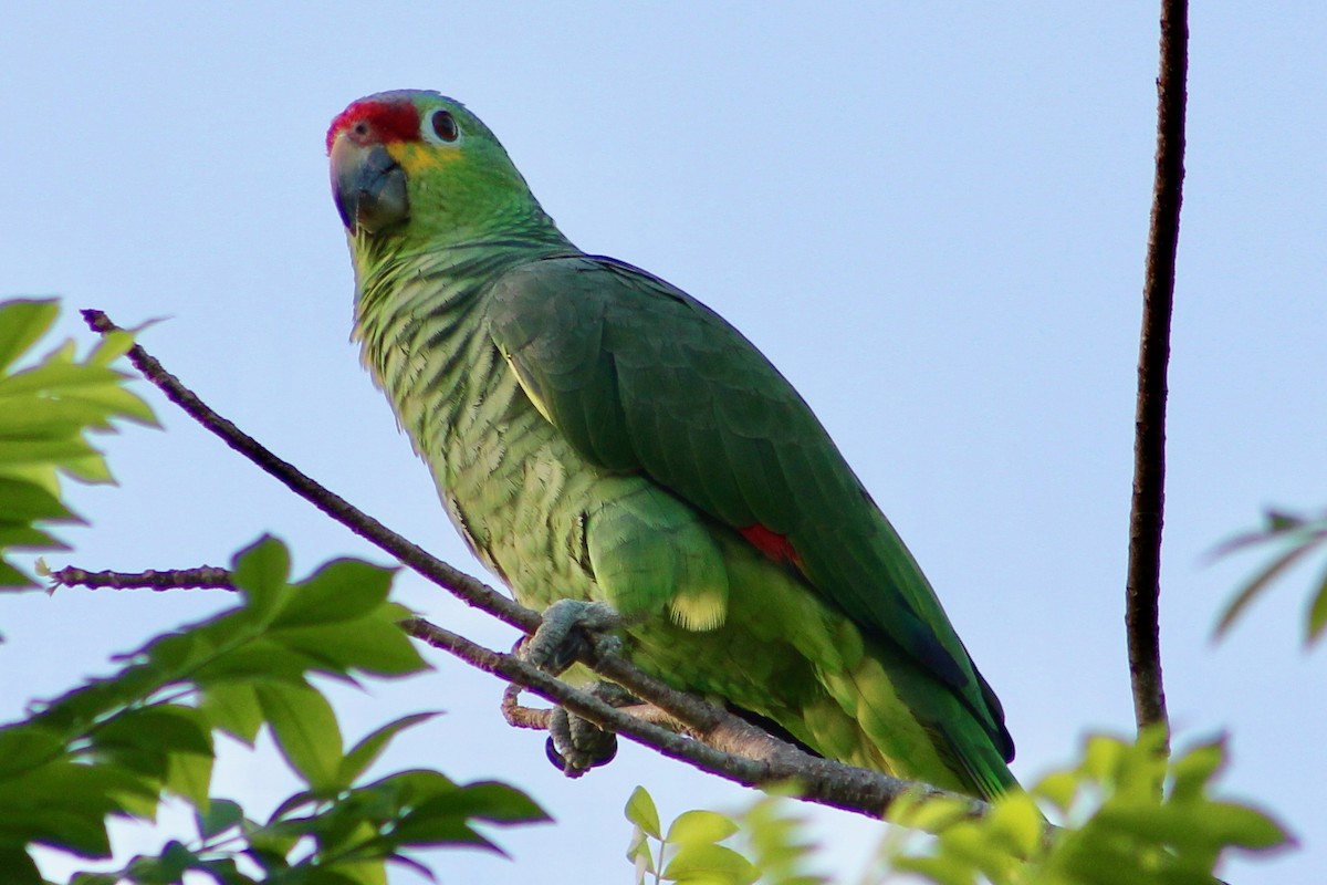 Red-lored Parrot - Holly Kleindienst