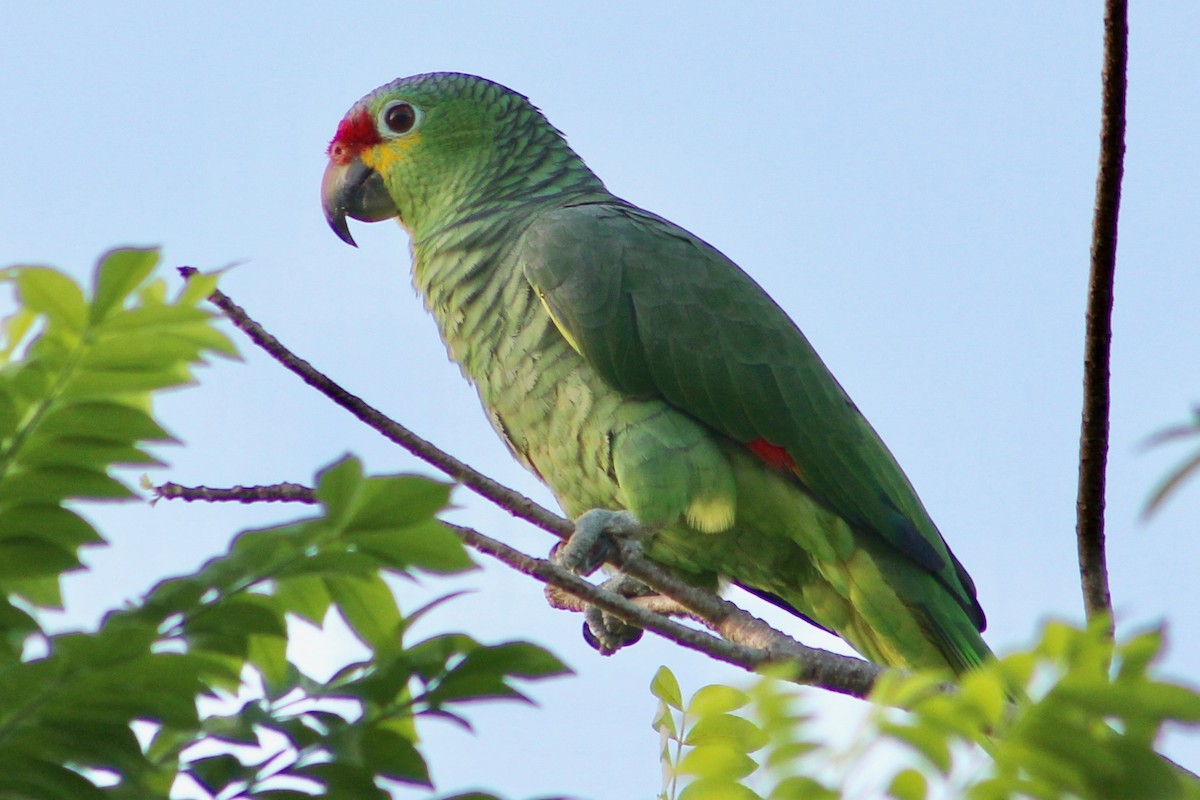 Red-lored Parrot - Holly Kleindienst