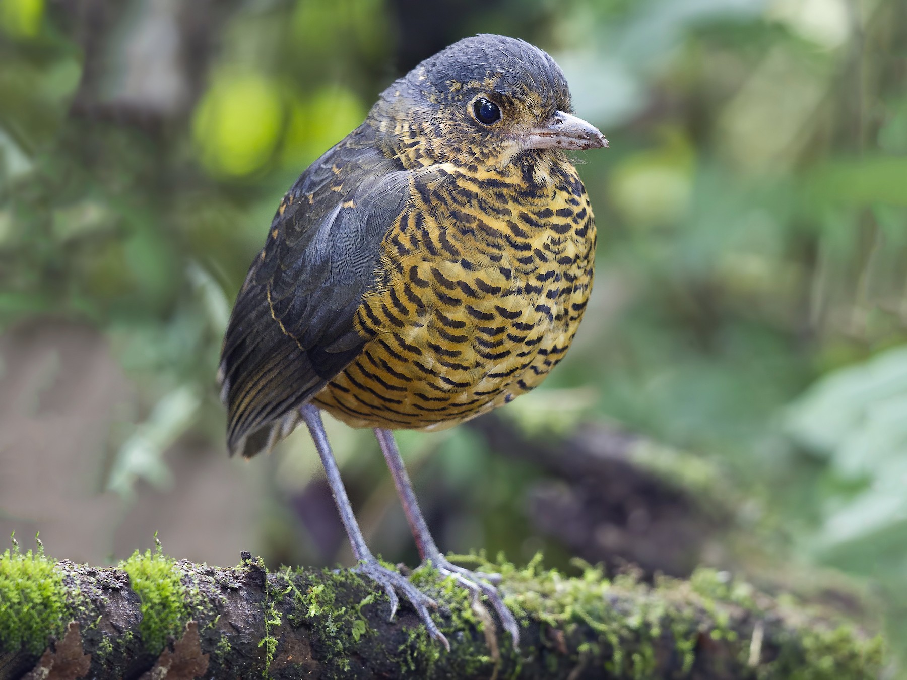 Undulated Antpitta - Peter Hawrylyshyn