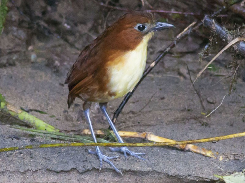 Yellow-breasted Antpitta - Michael Todd