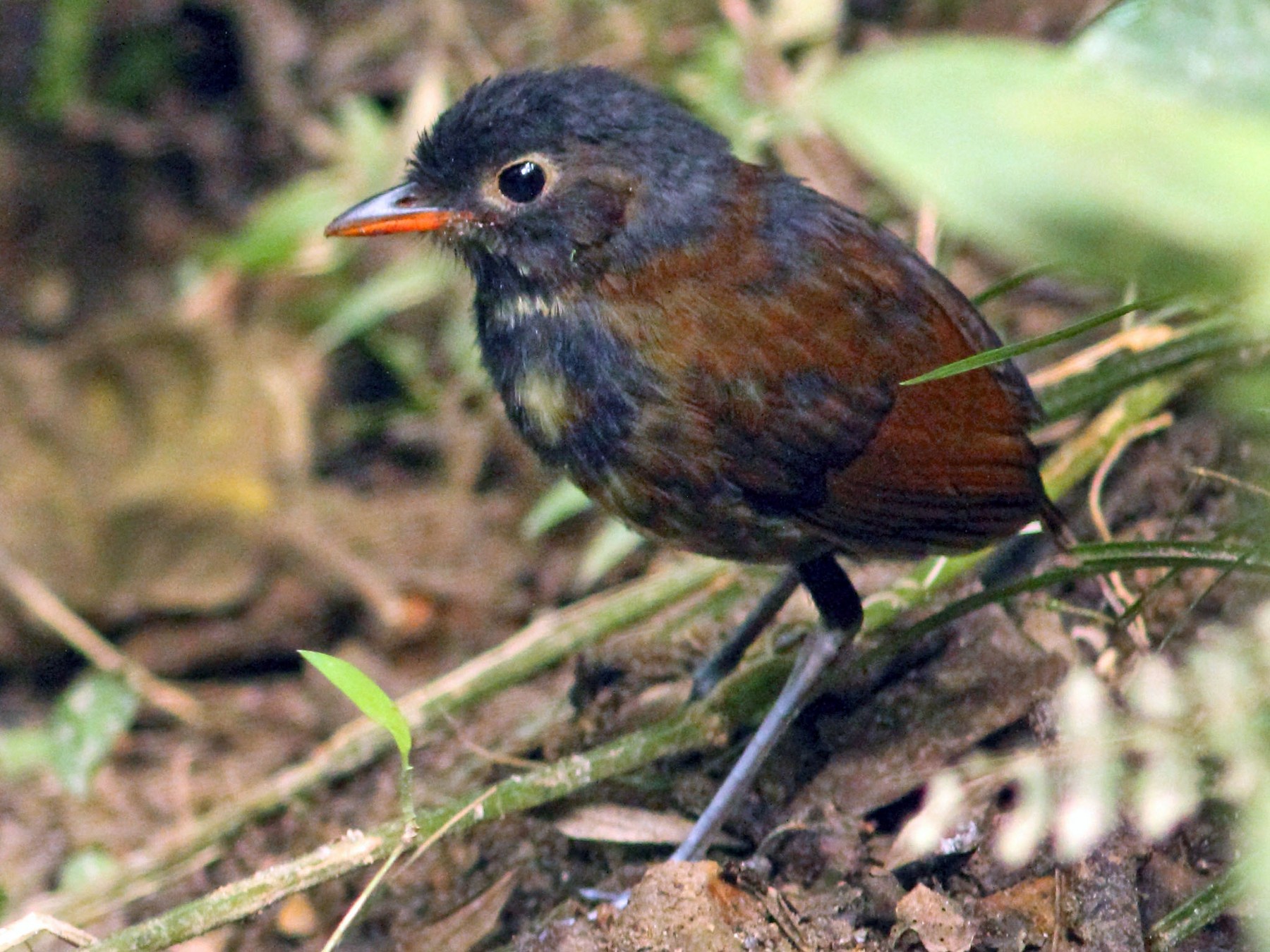 Yellow-breasted Antpitta - Anonymous