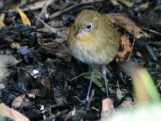  - Perija Antpitta