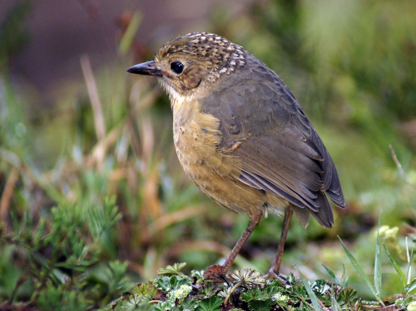 Tawny Antpitta - Héctor  Cruz