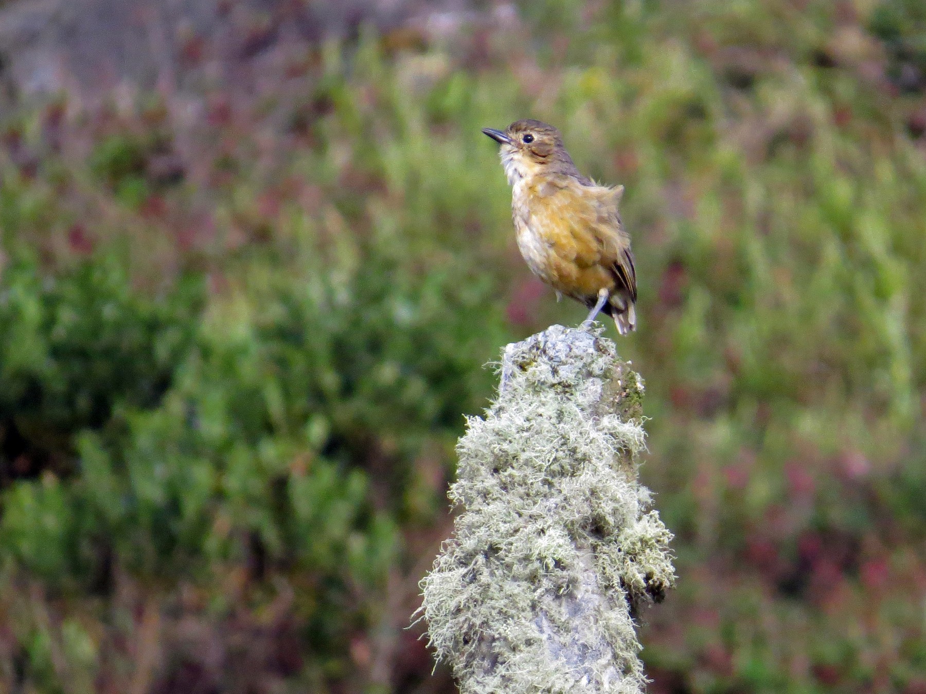 Tawny Antpitta - Mark Kosiewski