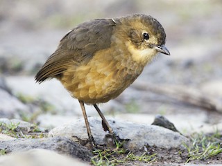  - Tawny Antpitta