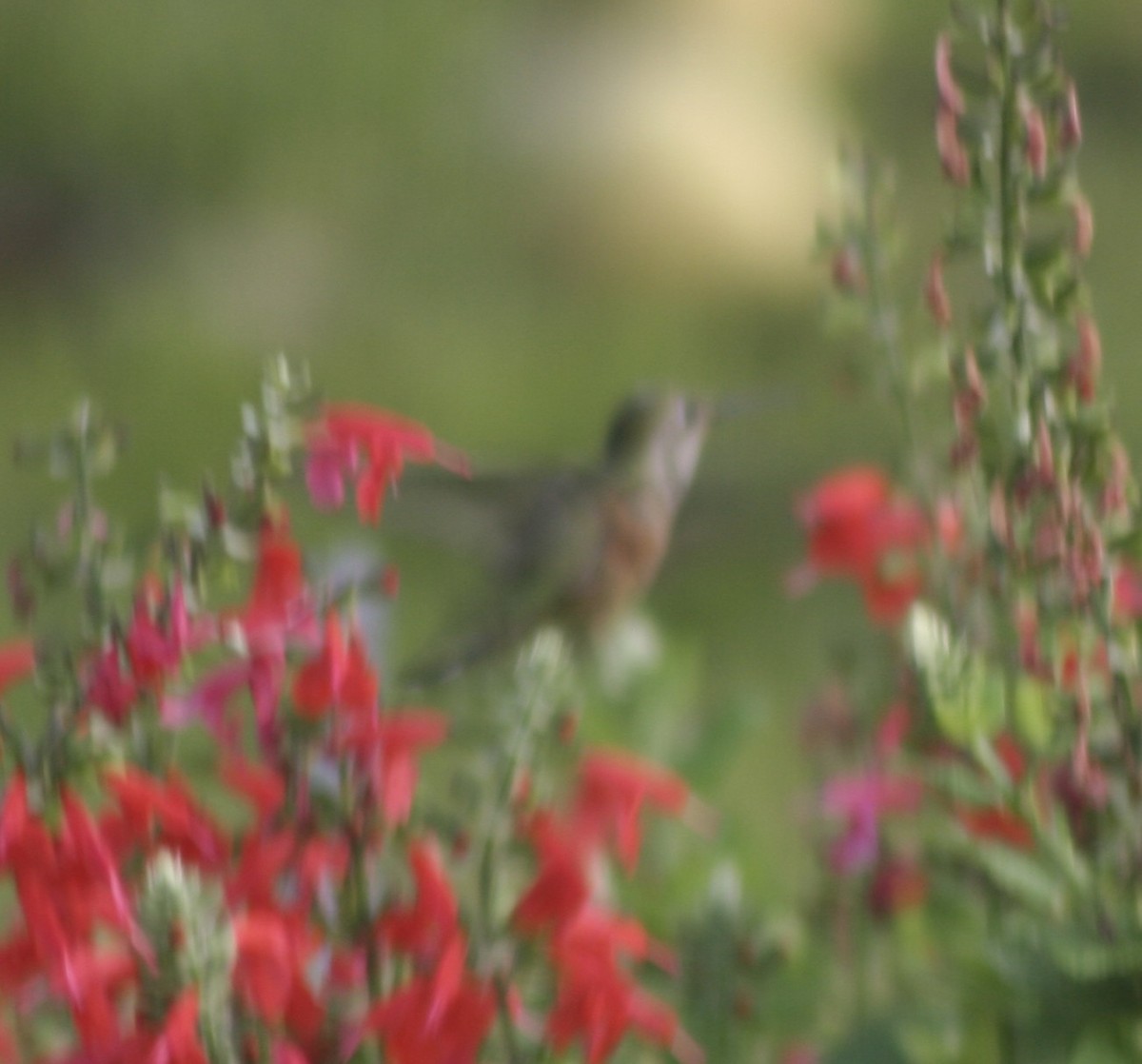 Broad-tailed Hummingbird - Paul Sellin