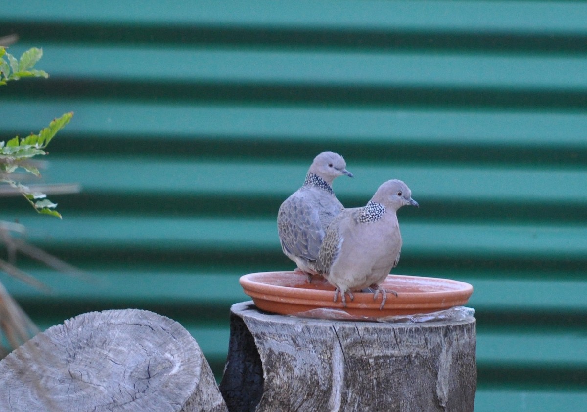 Spotted Dove - ML69509671