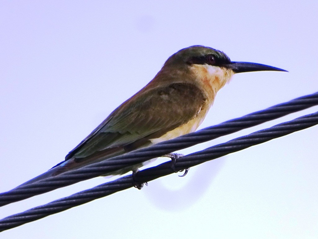 Blue-tailed Bee-eater - Sreekumar Chirukandoth