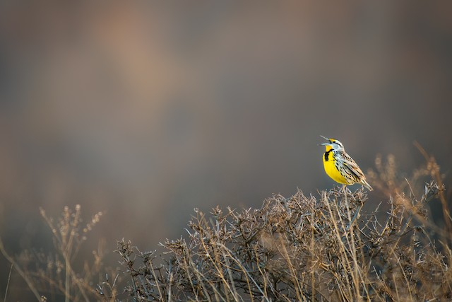 Eastern Meadowlark