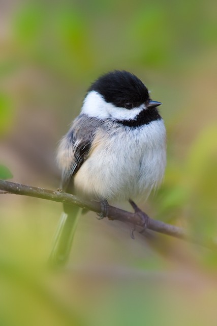 Black-capped Chickadee