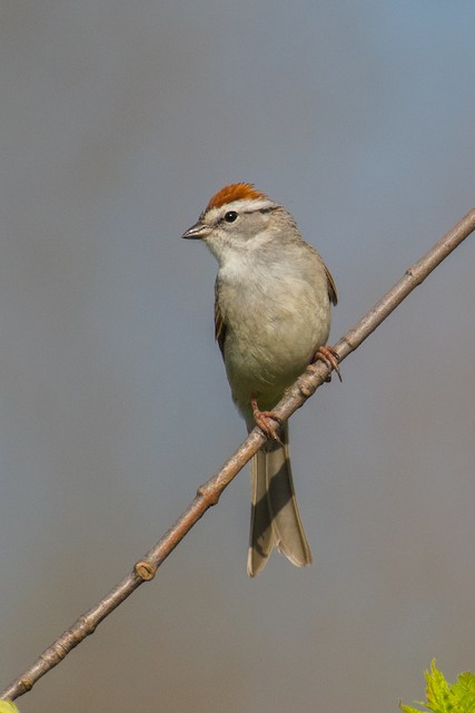 Chipping Sparrow