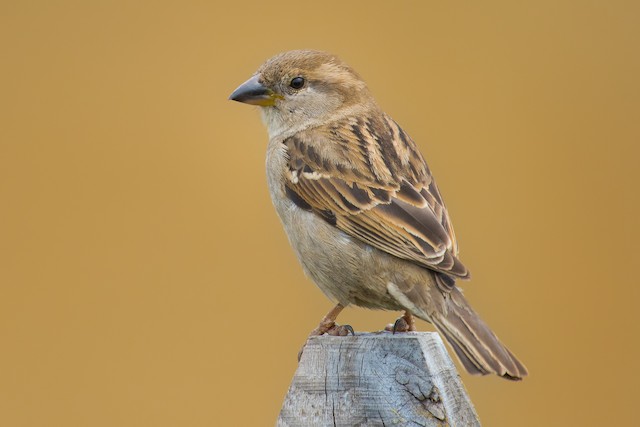 House Sparrow