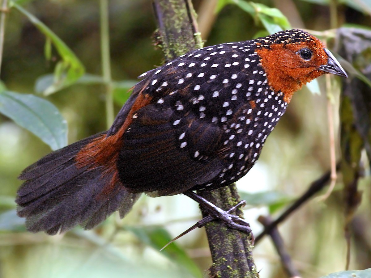 ocellated tapaculo - eBird