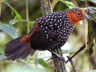  - Ocellated Tapaculo