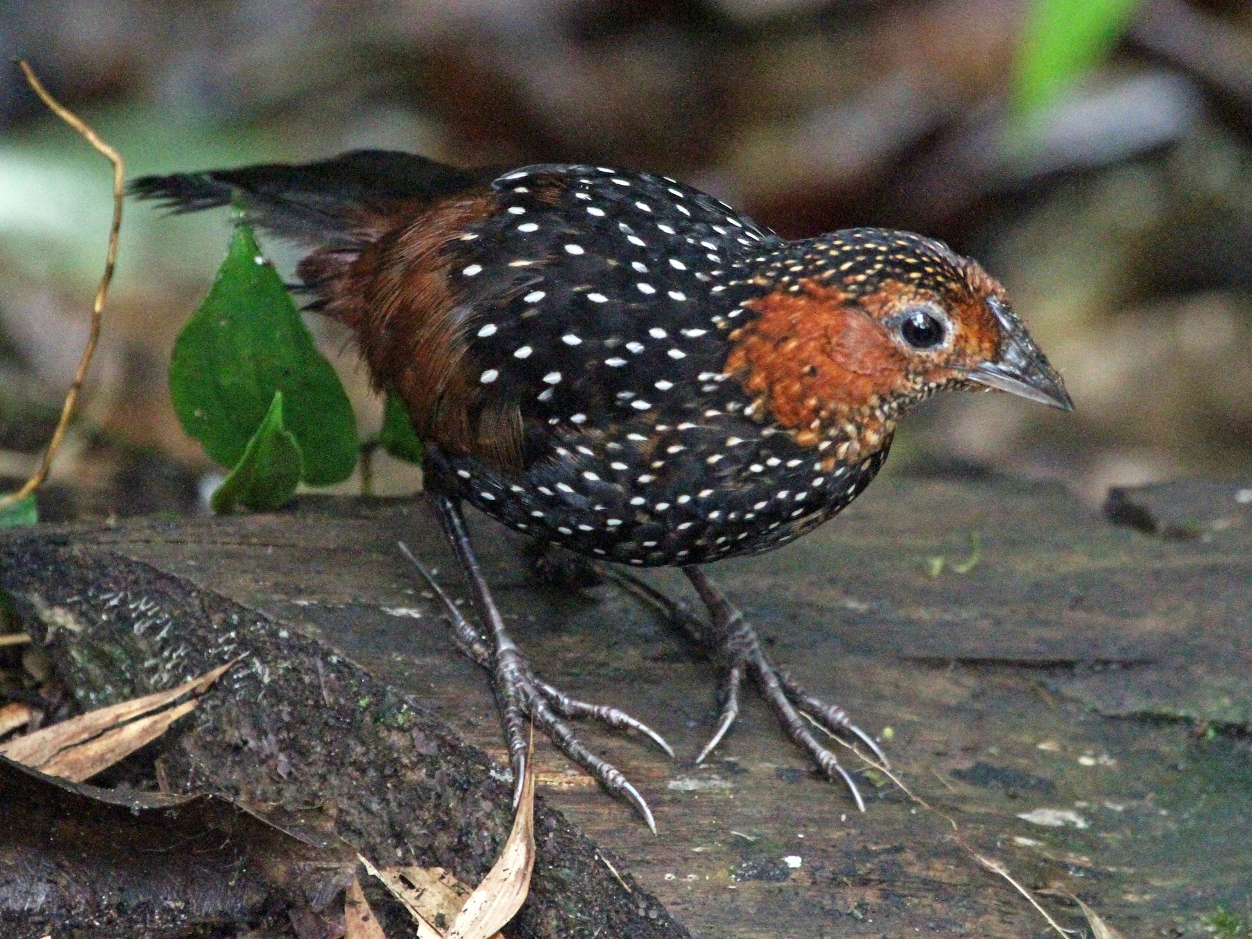 Ocellated Tapaculo - James (Jim) Holmes