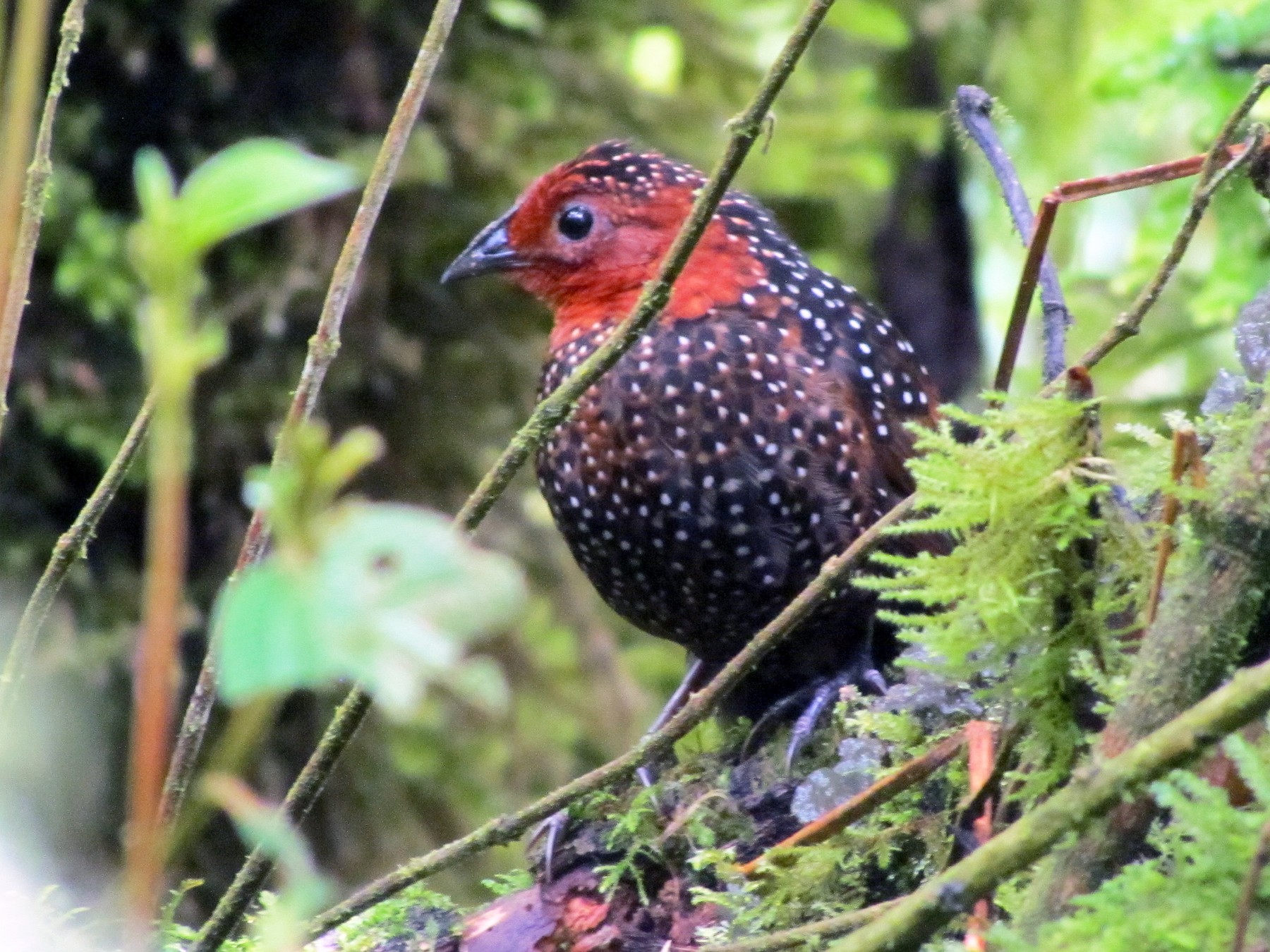 ocellated tapaculo - eBird