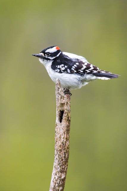 Downy Woodpecker