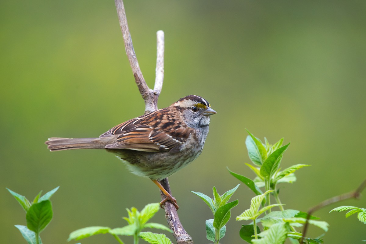 White-throated Sparrow - ML69515721
