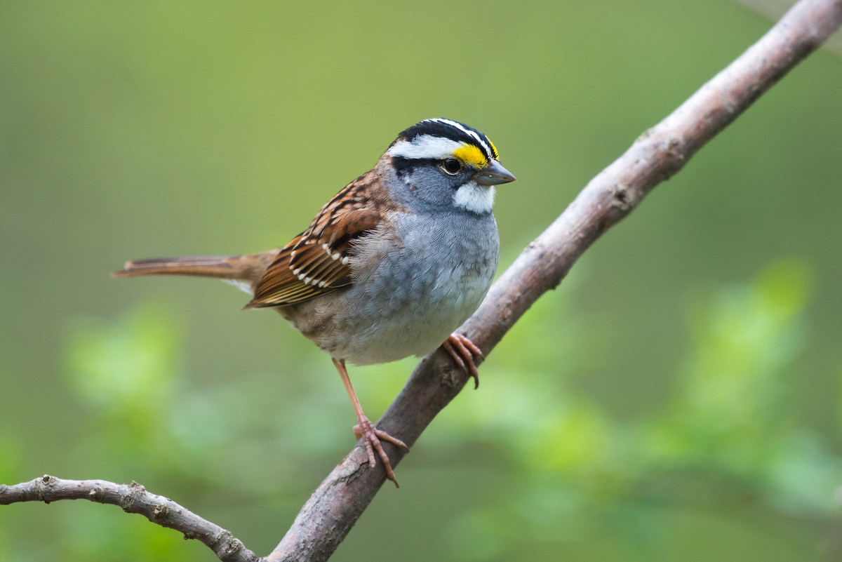 White-throated Sparrow - Adam Jackson