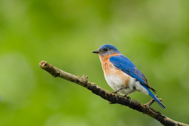 Eastern Bluebird