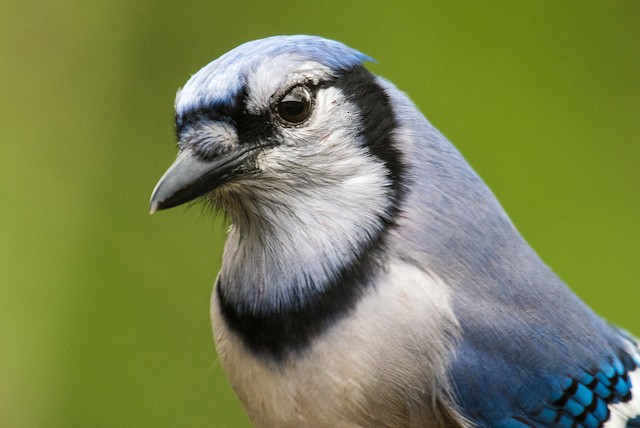 Blue Jay