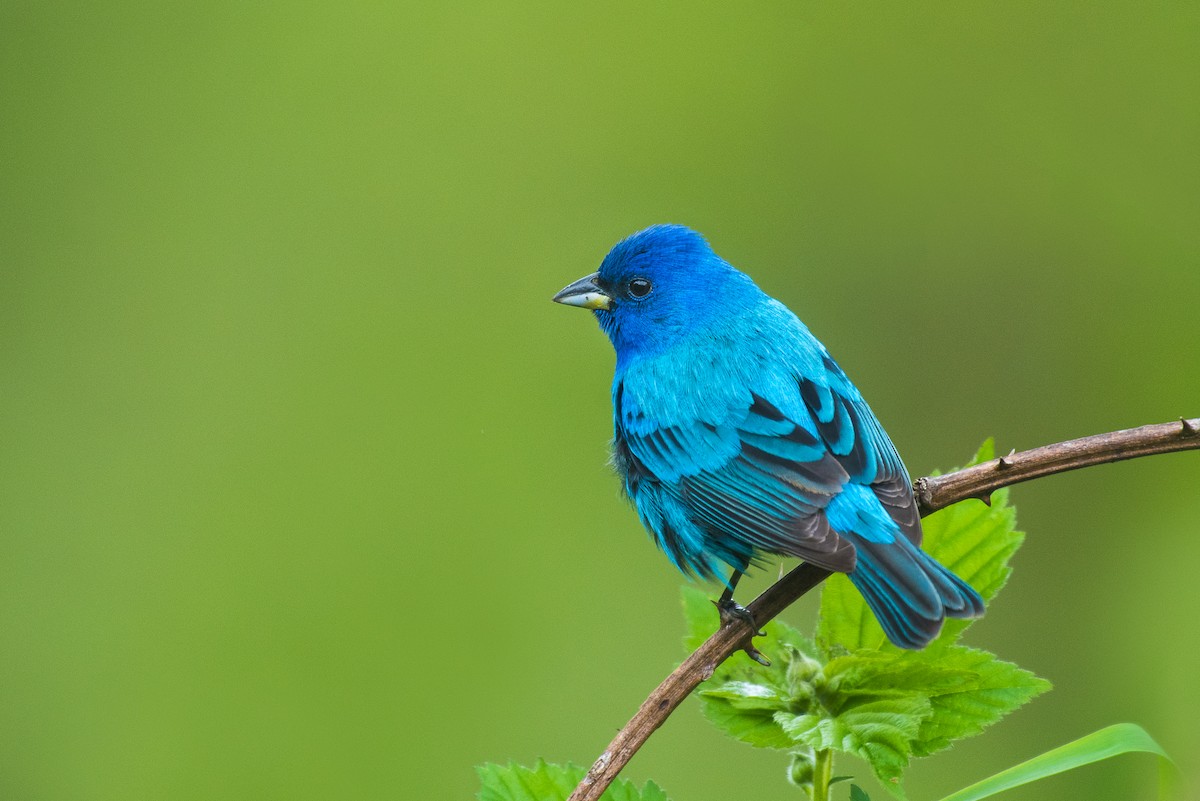 Indigo Bunting - ML69516611