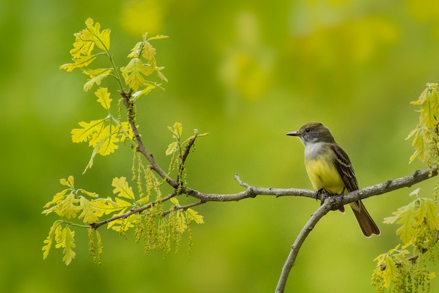 Great Crested Flycatcher