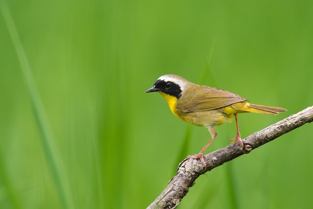 Common Yellowthroat