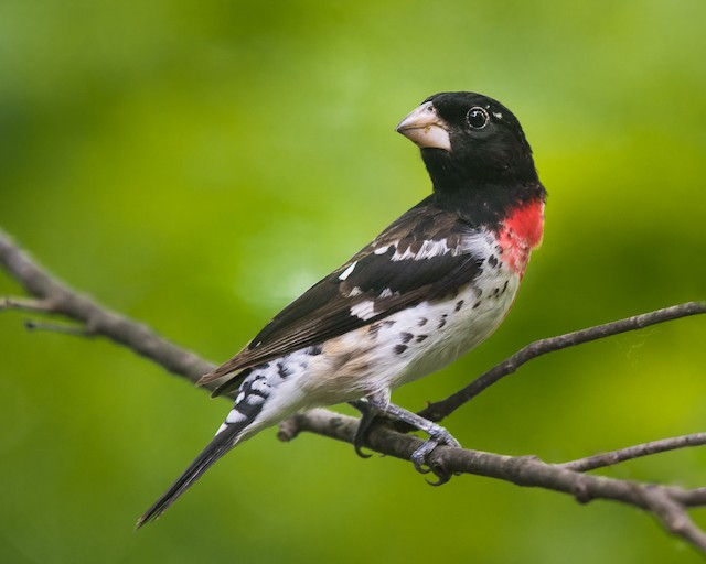 Rose-breasted Grosbeak