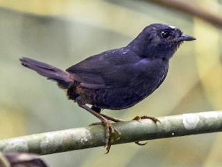  - White-crowned Tapaculo