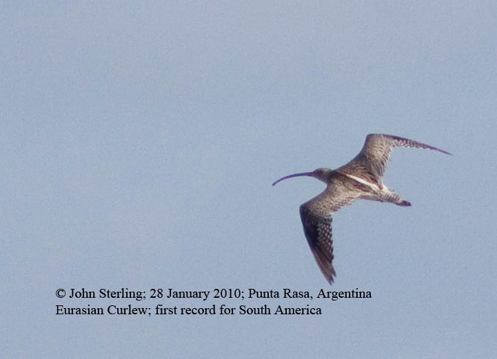 Eurasian Curlew - John Sterling
